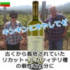 ﾎﾞﾛｳﾞｨｯﾂｧ／リカット＆シャルドネ